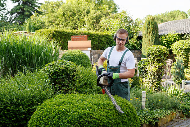 How Our Tree Care Process Works  in  Tavares, FL